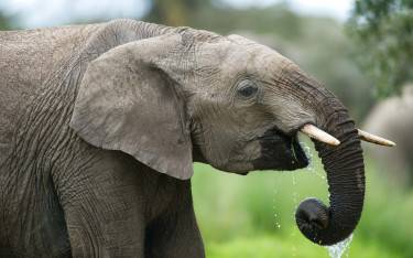 Young elephant drinking in Ol Pejeta Conservancy