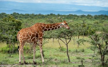 Reticulated giraffe browsing in Ol Pejeta Conservancy