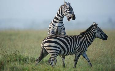 Zebras fighting in Ol Pejeta Conservancy