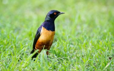 Hildebrandt's starling in Ol Pejeta Conservancy