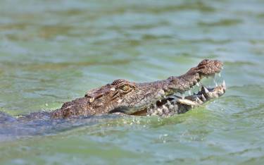 Nile crocodile eating a fish
