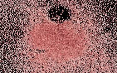 Aerial view of the lake filled with flamingos