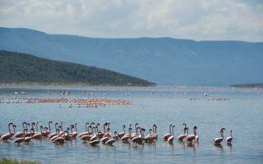 Lesser flamingos feeding in the lake