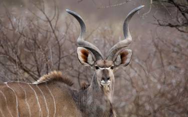 Greater kudu bull with spiral horns