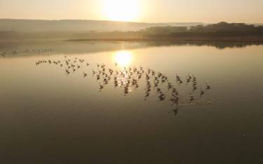 Flamingos in the lake