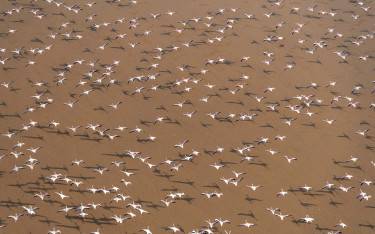 Flamingoes flying over Lake Logipi
