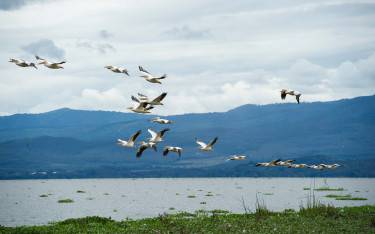 Great white pelicans flying over the lake