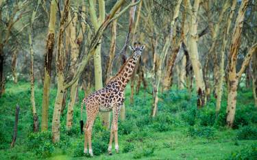 Masai giraffe standing in a yellow fever tree forest