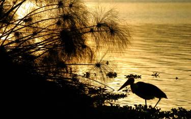 Marabou stork on the lakeshore