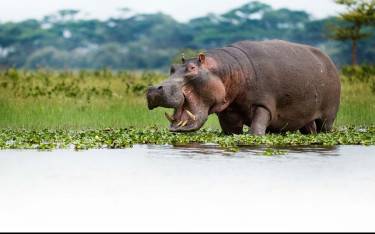 Hippo feeding in the shallows
