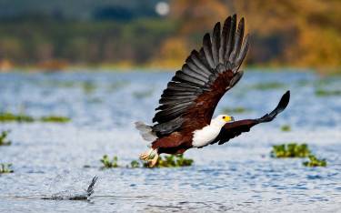 African fish eagle in flight