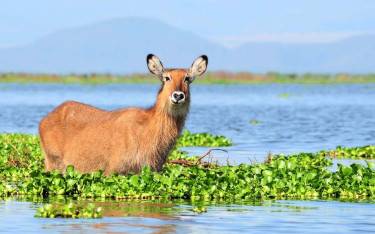 Waterbuck standing in the lake