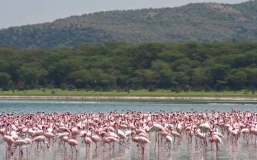 Lesser flamingos