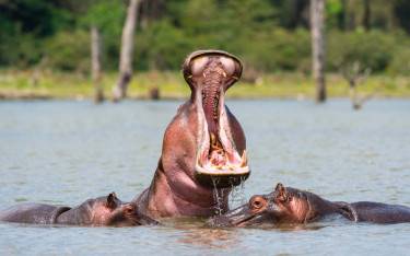 Hippo yawning in the lake