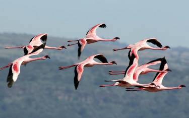 Lesser flamingos in flight