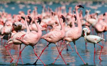Lesser flamingos strutting in shallow water