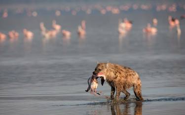 Spotted hyena feeding on a flamingo