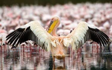 Great white pelican spreading its wings