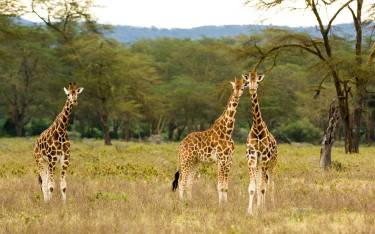 Rothschild's giraffes
