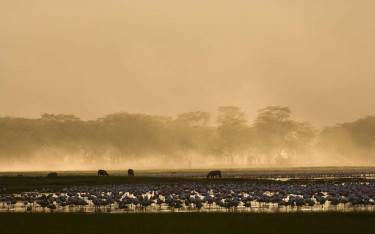 Rising mist over Lake Nakuru with flamingos