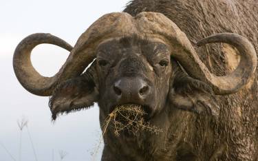 Buffalo bull portrait