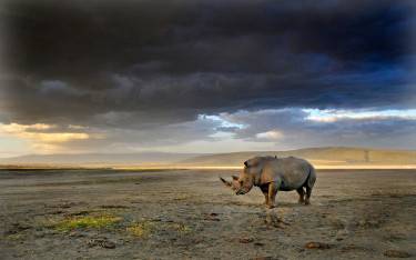 Rhino on the lakeshore under a stormy sky