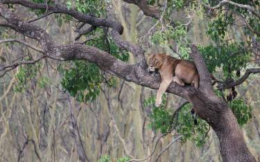 Tree-climbing lioness