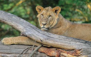 Young male lion resting on a branch