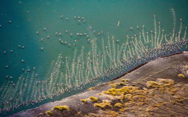 Flamingos on the lakeshore