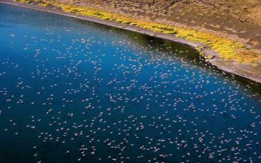 Flamingos flying across the lake