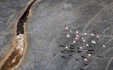 Flamingos flying over barren floodplains