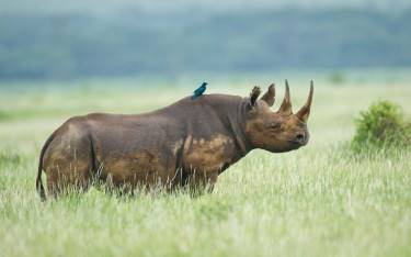 Black rhino with glossy starling in Lewa Wildlife Conservancy