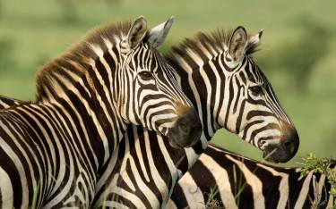 Plains zebras