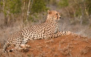Cheetah in Loisaba Conservancy