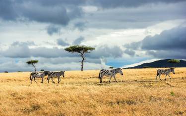 Zebras walking through grassland in Mara North Conservancy