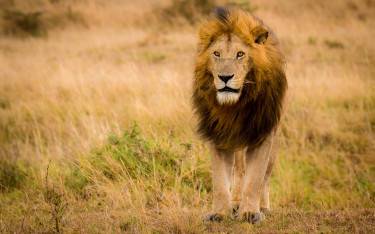 Male lion in Mara North Conservancy