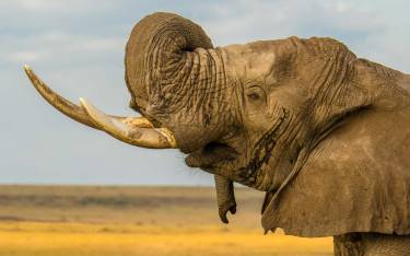 Elephant in Mara North Conservancy