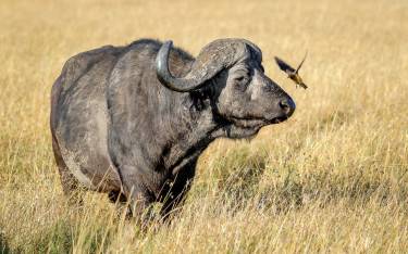 Buffalo bull in Mara North Conservancy