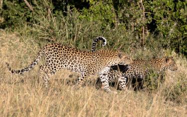Two leopards walking in Mara North Conservancy