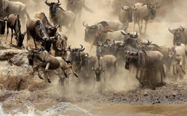 Wildebeest jumping into the Mara River
