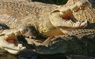 Crocodiles lie in wait for the river crossings
