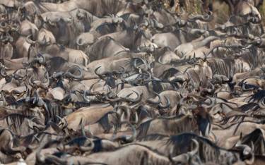 Migrating wildebeest in search of green grass
