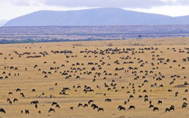 View of the wildebeest migration from a balloon