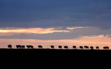 Wildebeest walking in single file at sunset