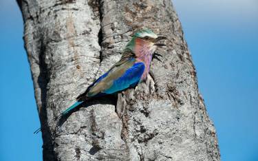 Lilac-breasted roller