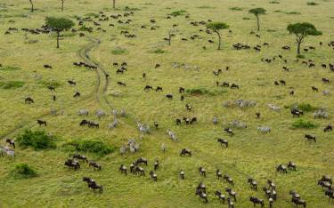 View of the wildebeest migration from a balloon