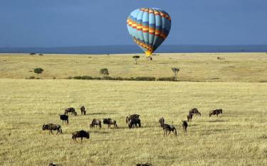 Hot-air balloon floating over wildebeest