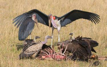 Scavengers feeding on a dead wildebeest