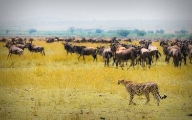 Cheetah staying close to migrating wildebeest