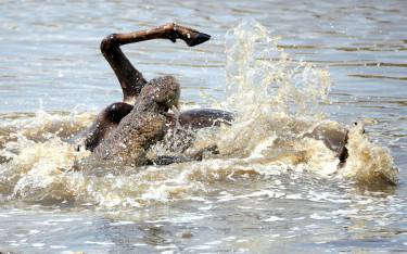 Crocodile eating wildebeest in the Mara River